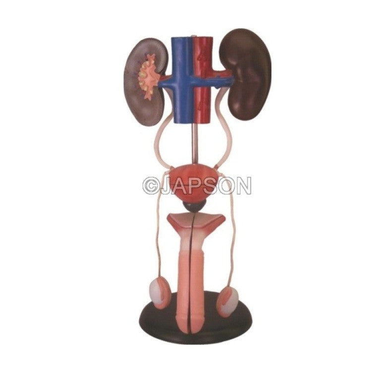 Human Male Urogenital Human Male Urogenital